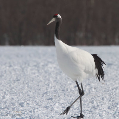 Red-crowned Crane, Akan  Crane Centre, Hokkaido, Japan