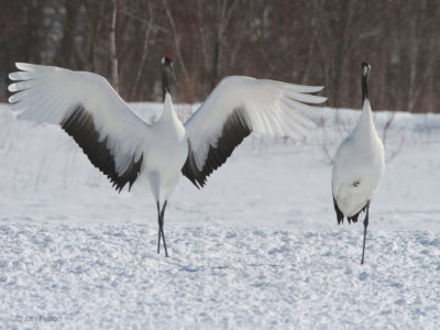 Red-crowned Crane, Akan  Crane Centre, Hokkaido, Japan