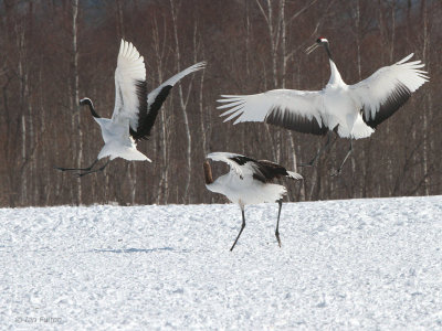 Red-crowned Crane, Akan  Crane Centre, Hokkaido, Japan