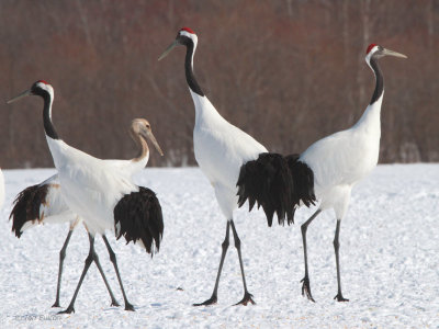 Red-crowned Crane, Akan  Crane Centre, Hokkaido, Japan