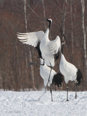 Red-crowned Crane, Akan  Crane Centre, Hokkaido, Japan