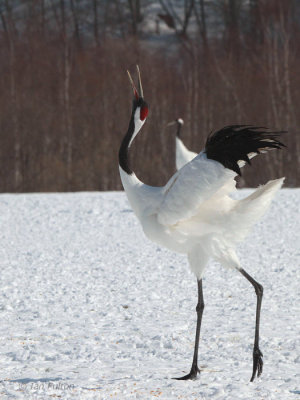 Red-crowned Crane, Akan Crane Centre, Hokkaido, Japan
