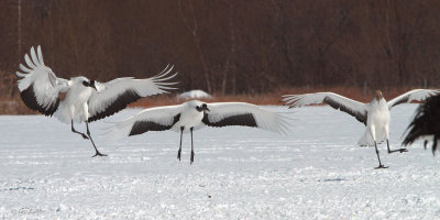 Red-crowned Crane, Akan  Crane Centre, Hokkaido, Japan