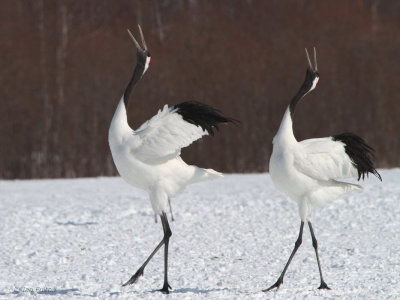 Red-crowned Crane, Akan  Crane Centre, Hokkaido, Japan