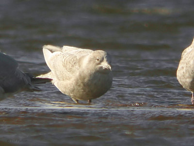 Iceland Gull (1st winter), Endrick Mouth-Loch Lomond NNR, Clyde