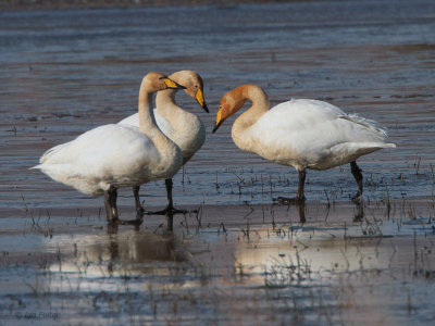 Whooper Swan, Crom Mhin Bay-Loch Lomond NNR, Clyde