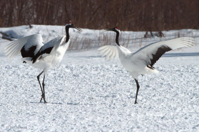Red-crowned Crane, Akan  Crane Centre, Hokkaido, Japan