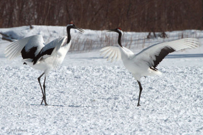 Red-crowned Crane, Akan Crane Centre, Hokkaido, Japan