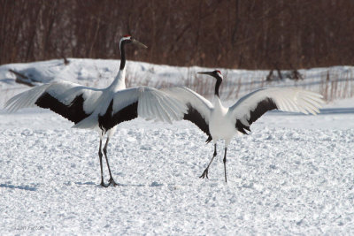 Red-crowned Crane, Akan  Crane Centre, Hokkaido, Japan