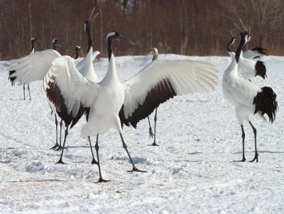 Red-crowned Crane, Akan  Crane Centre, Hokkaido, Japan