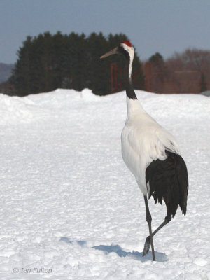 Red-crowned Crane, Akan  Crane Centre, Hokkaido, Japan