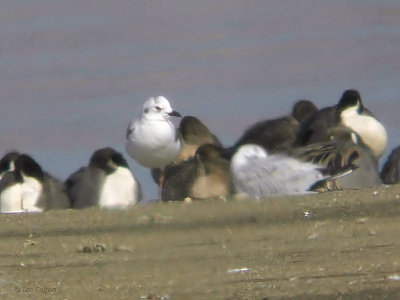 Saunder's Gull, Hitotsugawa Estuary, Kyushu, Japan