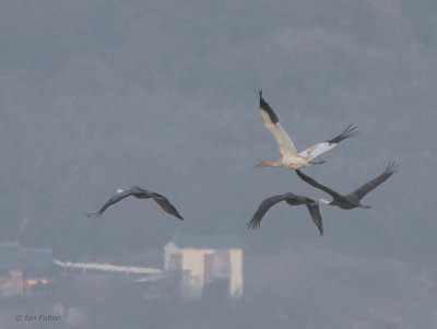 Siberian Crane, Izumi, Kyushu, Japan