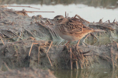 Eurasian Skylark, Izumi, Kyushu, Japan