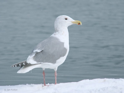 Glaucous-winged Gull, Rausu Harbour, Hokkaido, Japan