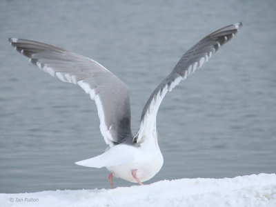 Glaucous-winged Gull, Rausu Harbour, Hokkaido, Japan