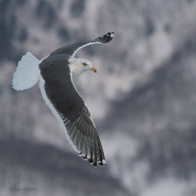 Slaty-backed Gull
