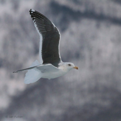 Slaty-backed Gull, Rausu pelagic, Hokkaido, Japan