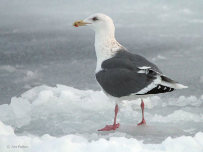 Slaty-backed Gull, Rausu pelagic, Hokkaido, Japan