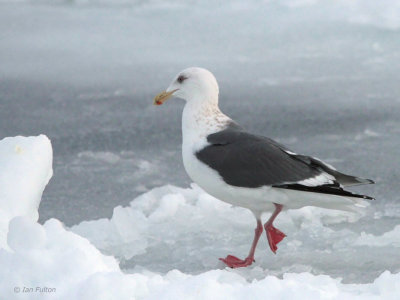 Slaty-backed Gull, Rausu pelagic, Hokkaido, Japan