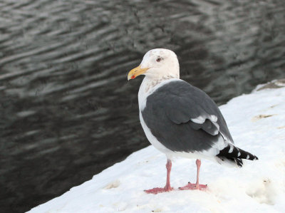 Slaty-backed Gull, Rausu harbour, Hokkaido, Japan
