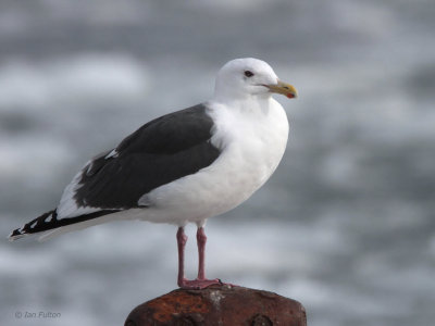 Slaty-backed Gull, Rausu harbour, Hokkaido, Japan