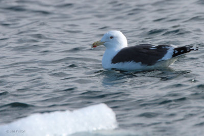 Slaty-backed Gull, Ochiisii harbour, Hokkaido, Japan