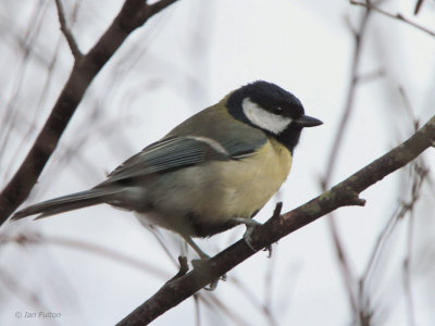 Great Tit, Loch Lomond NNR, Clyde