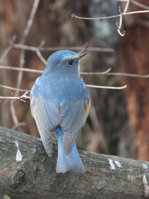 Red-flanked Bluetail, Karuizawa, Honshu, Japan