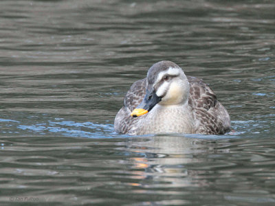 Spot-billed Duck, Karuizawa, Honshu, Japan