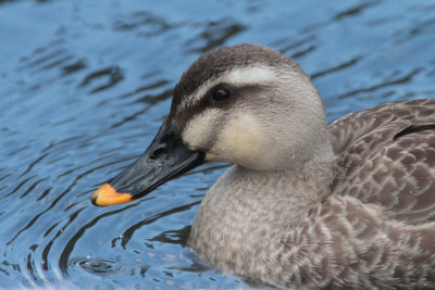 Spot-billed Duck, Karuizawa, Honshu, Japan