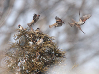 Eurasian Tree Sparrow, Karuizawa, Honshu, Japan