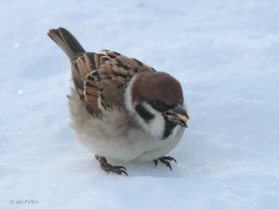 Eurasian Tree Sparrow, Akan Crane Centre, Hokkaido, Japan