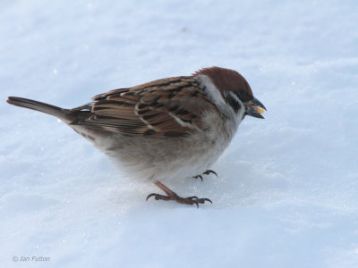 Eurasian Tree Sparrow, Akan Crane Centre, Hokkaido, Japan