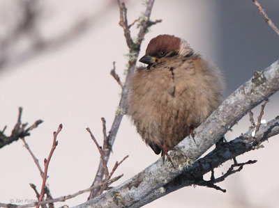 Eurasian Tree Sparrow, Lake Furen, Hokkaido, Japan
