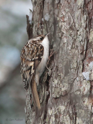 Eurasian Treecreeper, Jigokudani Monkey Park, Honshu, Japan