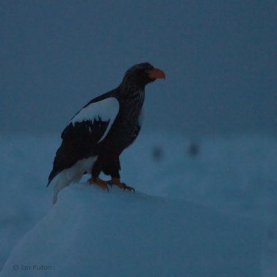 Pre-dawn view of Steller's Sea Eagle, Rausu, Hokkaido, Japan