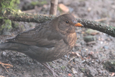 Blackbird (female) in the rain, Baillieston, Glasgow