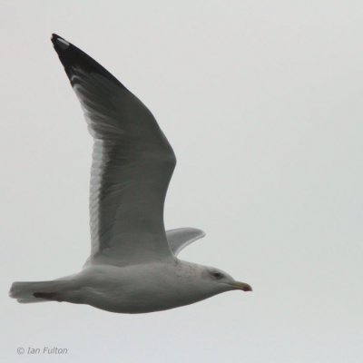 Vega Gull, Yatshushiro estuary, Kyushu, Japan