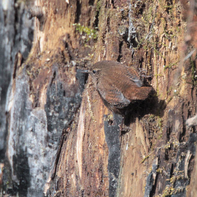 Wren, Karuizawa, Honshu, Japan