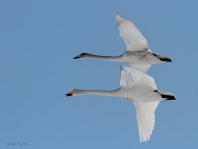 Whooper Swan, Akan Crane Centre, Hokkaido, Japan