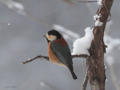 Varied Tit, Jigokudani Monkey Park, Honshu, Japan