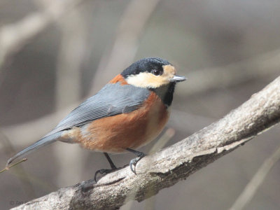 Varied Tit, Karuizawa, Honshu, Japan