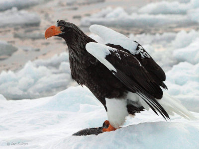 Steller's Sea Eagle, Rausu, Hokkaido, Japan