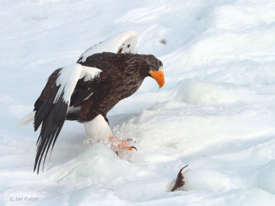Steller's Sea Eagle, Rausu, Hokkaido, Japan