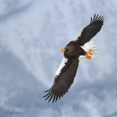 Steller's Sea Eagle, Rausu, Hokkaido, Japan