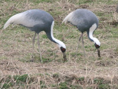 White-naped Crane, Arasaki Crane Centre, Kyushu, Japan