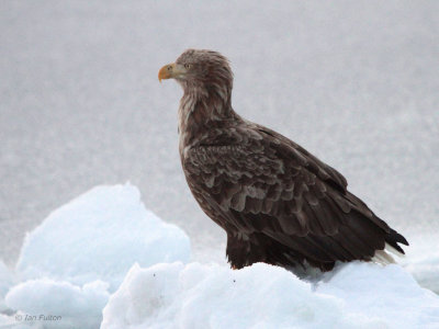 White-tailed Eagle