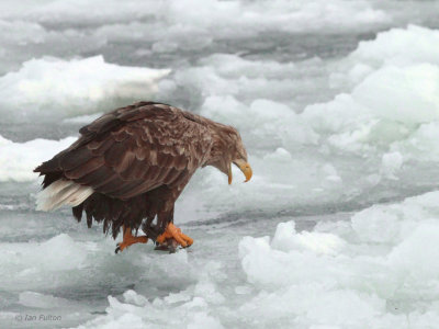 White-tailed Eagle, Rausu, Hokkaido, Japan