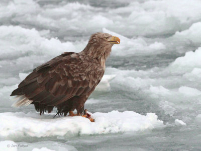 White-tailed Eagle, Rausu, Hokkaido, Japan